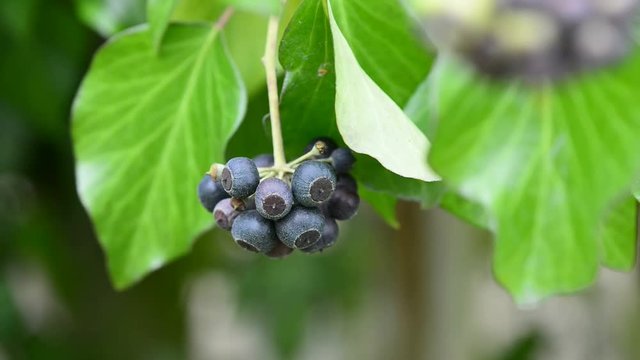 Fr&uuml;chte des Efeu
