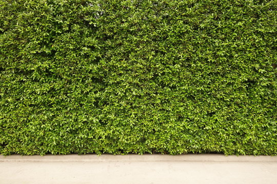 Green plant wall background