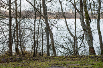 tree branches on blue background