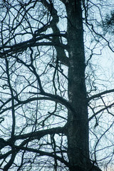 tree branches on blue background