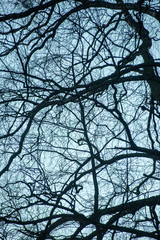 tree branches on blue background