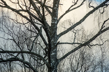 Fototapeta premium tree branches on blue background