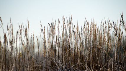 Obraz premium dry grass in winter