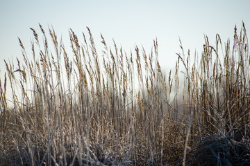 Fototapeta premium dry grass in winter