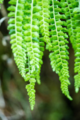 green leaves on blue sky