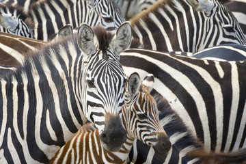 Plains zebra (Equus burchellii) portrait from mother with foal in herd, Serengeti national park, Tanzania.