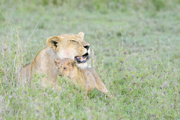 Lioness (Panthera leo) with cub on savannah, Serengeti national park, Tanzania.