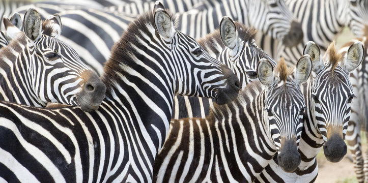 Fototapeta Herd of plains zebra (Equus burchellii) during migration, Serengeti national park, Tanzania.