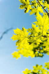 green leaves on blue sky