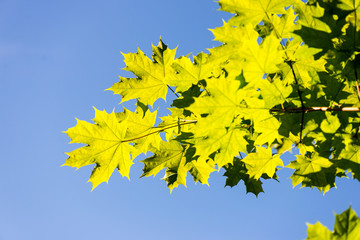 green leaves on blue sky