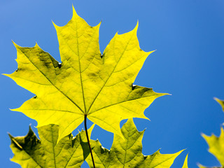 green leaves on blue sky