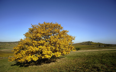 Fototapeta premium Baum im Herbst auf einem Hügel
