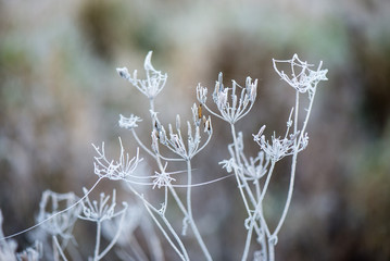 frosty grass in winter