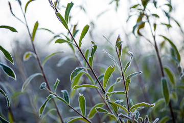 frosty grass in winter