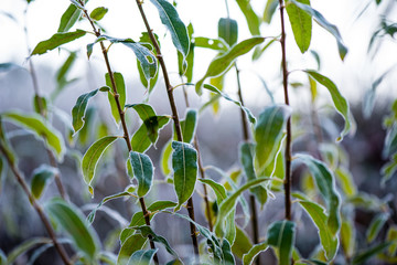 frosty grass in winter