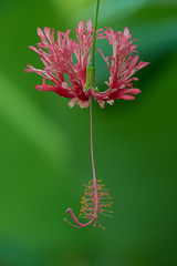 Pink Hanging Hibiscus