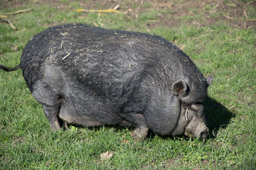 One fat dark black pig