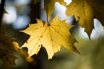 yellow leaves on blue sky