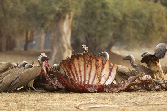 White backed vultures - Gyps africanus - on a buffalo carcass - Syncerus caffer