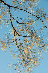 tree branches on blue background