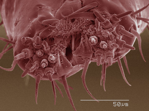 Coloured SEM of boxelder (Boisea trivittata) bug mouthparts