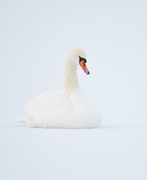 Mute Swan at white snowy lake in the winter.