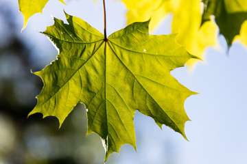 green leaves on blue sky