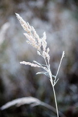 frosty grass in winter