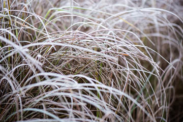 frosty grass in winter