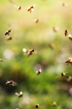 Bees flying, close up
