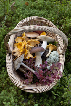 Cantharellus cibarius (chanterelle) and Boletus edulis (porcini) mushrooms