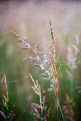Fototapeta premium beautiful cobwebs in autumn