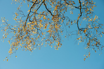 tree branches on blue background