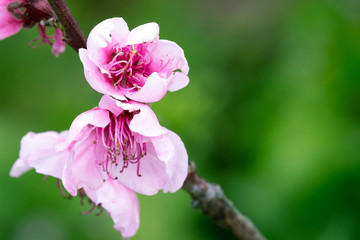 Peach blossom