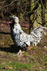 One funny and colorful cock rooster in a backyard with green gra