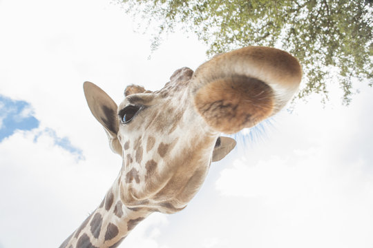 Low angle close up portrait of a giraffe