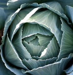 Obraz premium Head cabbage closeup