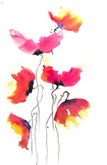 Red poppy flowers, watercolor hand painted on white paper