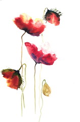 Red poppy flowers, watercolor hand painted on white paper
