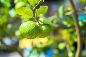 Lime plant 