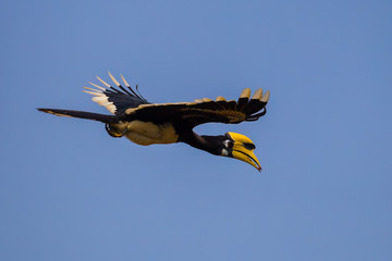 Oriental pied hornbill(Anthracoceros albirostris) flying with fruit in his mount  © kajornyot