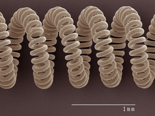 Coloured SEM of projector bulb filament