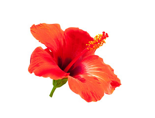 hibiscus, isolated on white background