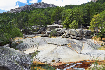 Green forest crystal clear waters