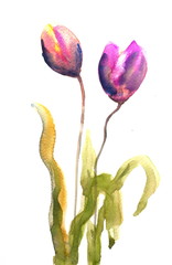Tulip on white, watercolor hand painted on paper