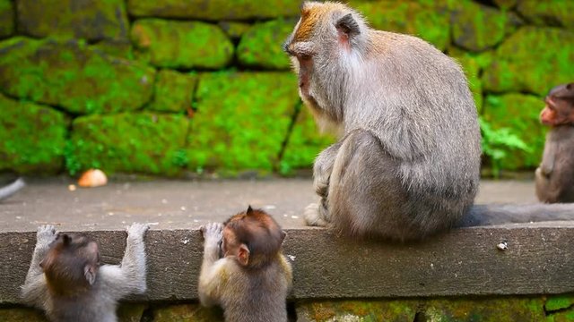 Sacred Monkey Forest Sanctuary, monkey mother with her cute little babies outdoors, slow motion, village Padangtegal, Ubud, Bali, Indonesia. Full HD Video 1920x1080