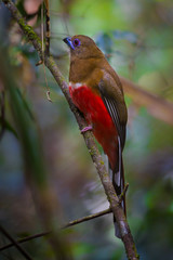 Portrait of Red-headed Trogon ( Harpactes erythrocephalus ) 