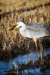 Portrait of a big gray heron in the profile made at sunset.