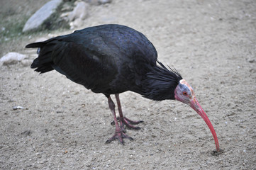 Ibis bird animal