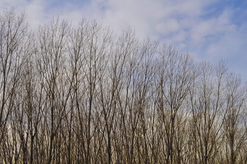 Obraz premium Tree tops